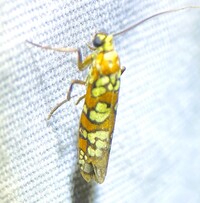 Atteva aurea