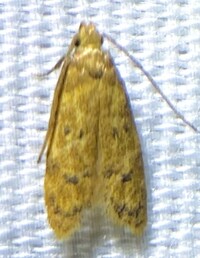 Gerdana caritella