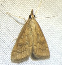 Udea rubigalis