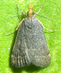 Loxostegopsis merrickalis