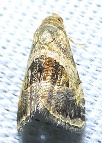 Tripudia rectangula