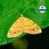 Mellilla xanthometata
