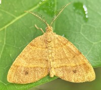 Mellilla xanthometata