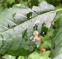 Cameraria guttifinitella