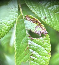 Stigmella rosaefoliella