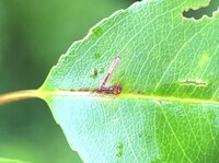 Bucculatrix pomifoliella