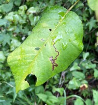 Stigmella rhoifoliella
