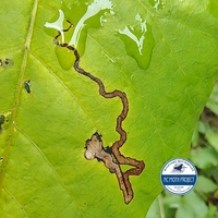 Stigmella rhoifoliella