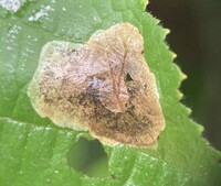 Cameraria corylisella