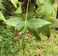Phyllocnistis liquidambarisella