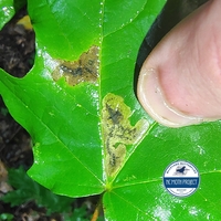 Cameraria saccharella