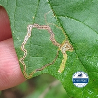 Glaucolepis saccharella