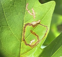 Glaucolepis saccharella