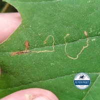 Ectoedemia clemensella