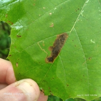 Ectoedemia platanella