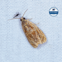 Olethreutes nitidana
