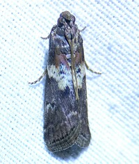 Salebriaria rufimaculatella
