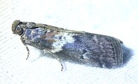 Salebriaria rufimaculatella