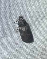 Salebriaria rufimaculatella
