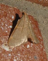 Hypsopygia binodulalis