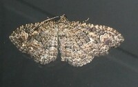 Disclisioprocta stellata