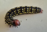 Datana major