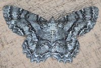 Epimecis hortaria