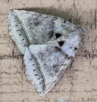 Celiptera frustulum