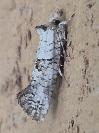 Acrolophus unidentified species