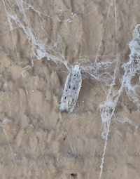 Monochroa quinquepunctella