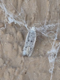 Monochroa quinquepunctella