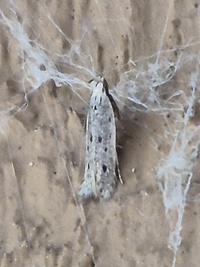 Monochroa quinquepunctella