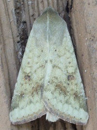 Helicoverpa zea