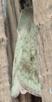 Helicoverpa zea