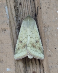 Helicoverpa zea