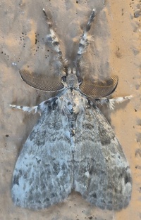 Orgyia leucostigma