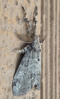 Orgyia leucostigma