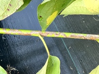 Marmara new species 10 - on Benthamidia and Swida