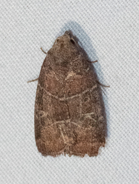 Elaphria grata