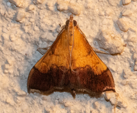 Pyrausta bicoloralis
