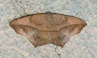 Prochoerodes lineola