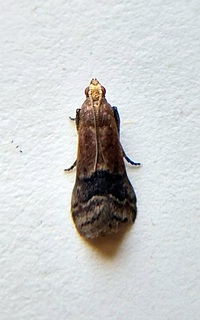 Eulogia ochrifrontella
