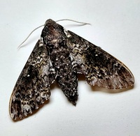 Dolba hyloeus