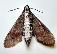 Dolba hyloeus