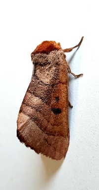 Datana drexelii