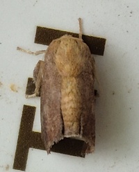 Isa textula