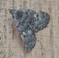 Idia aemula