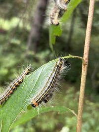 Datana drexelii