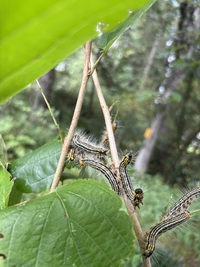 Datana drexelii