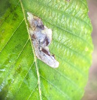 Cameraria ulmella